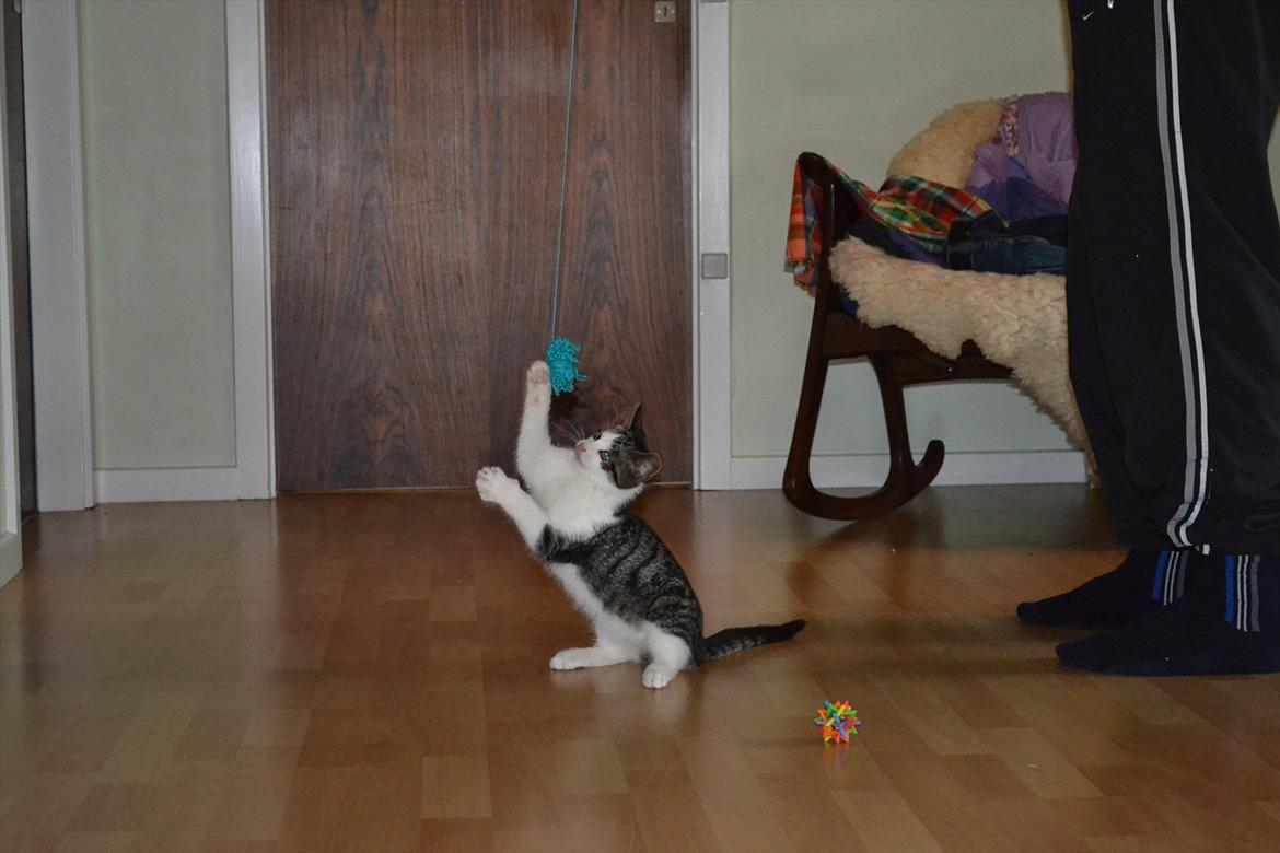 Huskat Simba - Dræberkat ! :D Foto: Catalina Olesen. billede 7