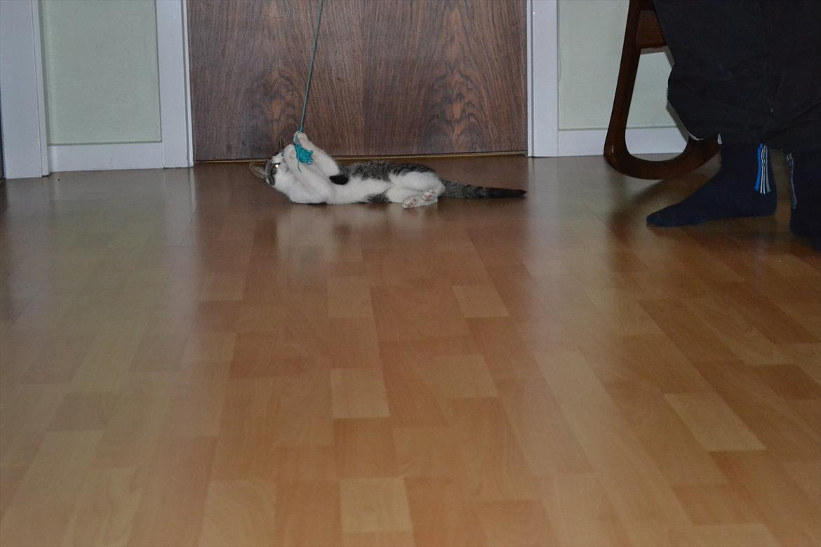 Huskat Simba - Rauw ! (: Foto: Catalina Olesen. billede 15