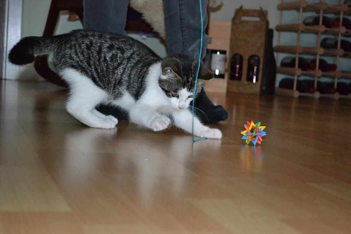 Huskat Simba - Simba.. Simply the best <3 Foto: Jonas Sørensen. billede 9