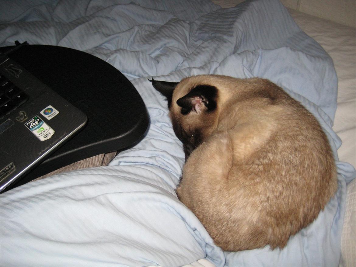 Siameser DK Hancock's Rosie - Min sidste aften med Rosiemissen :'-( savner hende sådan. billede 9