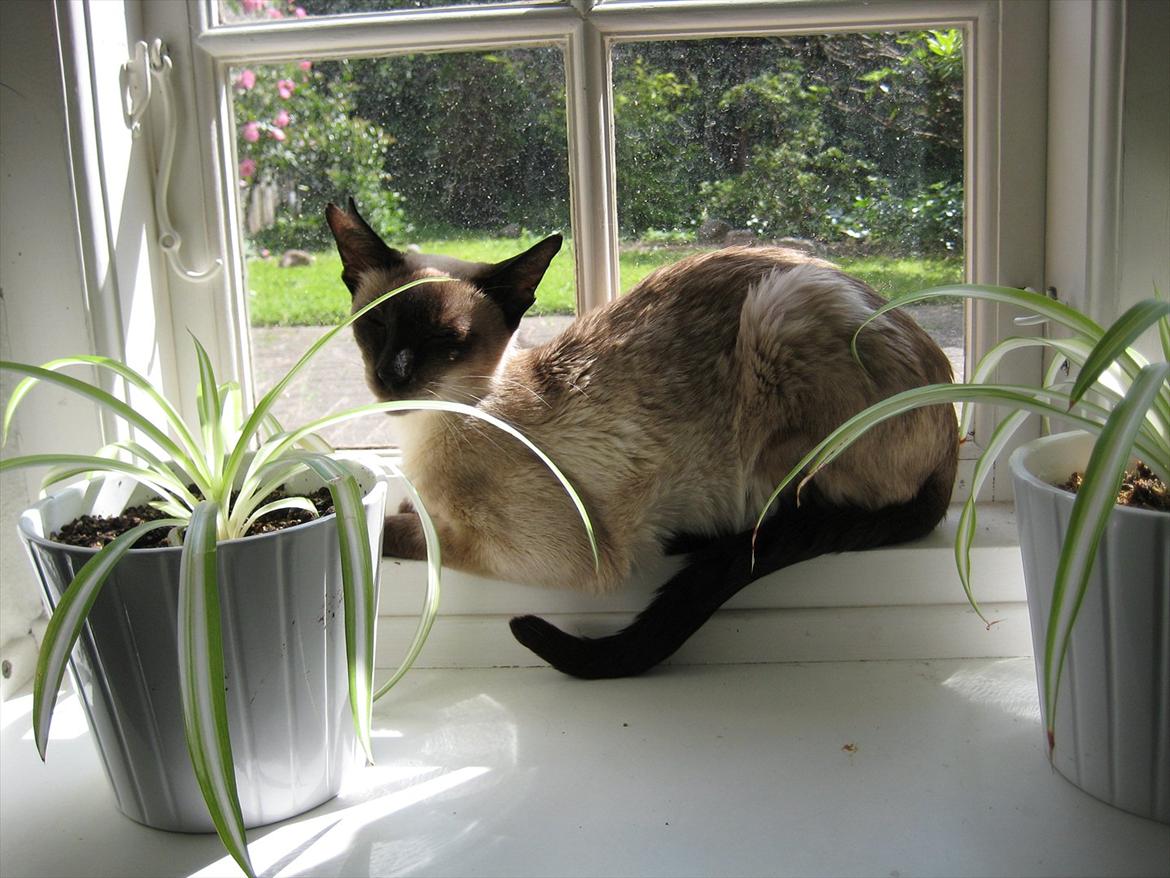 Siameser DK Hancock's Rosie - Min sidste dag med Rosie. Hun var meget dårlig og ville helst bare ligge hvis hun kunne. :'( billede 10