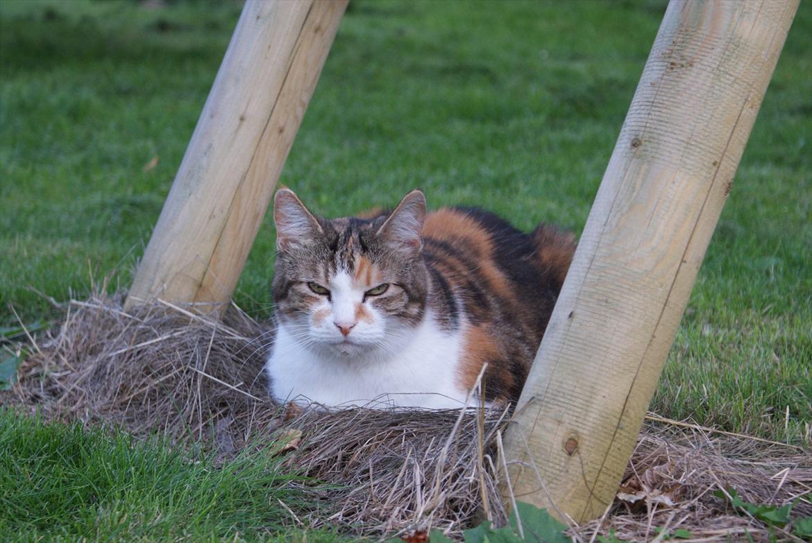 Huskat Miss MAXI  1999-2019 - inspisere haven.. august 2011 billede 12