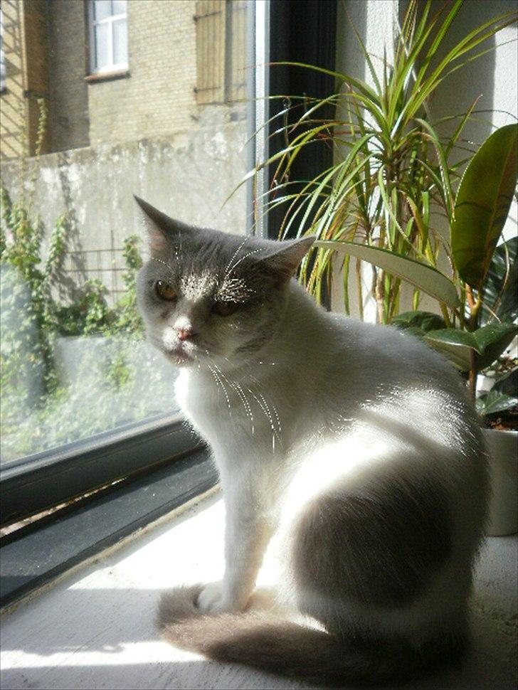 British Shorthair Trille billede 6