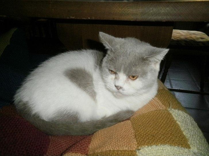 British Shorthair Trille billede 7