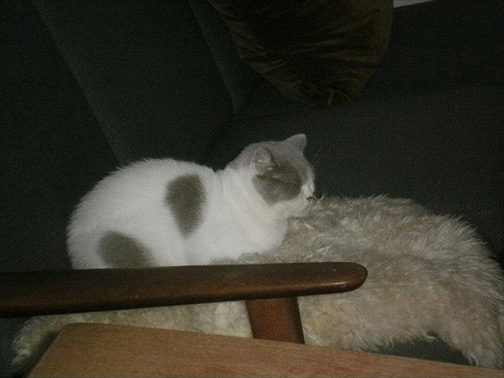 British Shorthair Trille billede 8