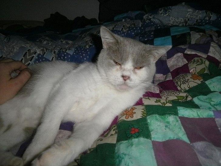 British Shorthair Trille billede 9