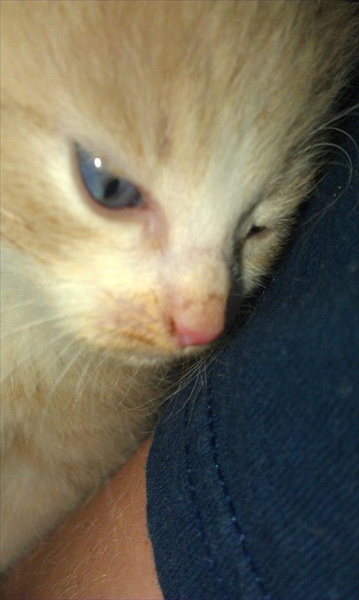 Huskat Felix billede 1