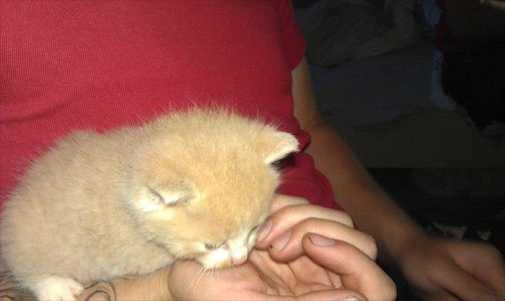 Huskat Felix billede 3