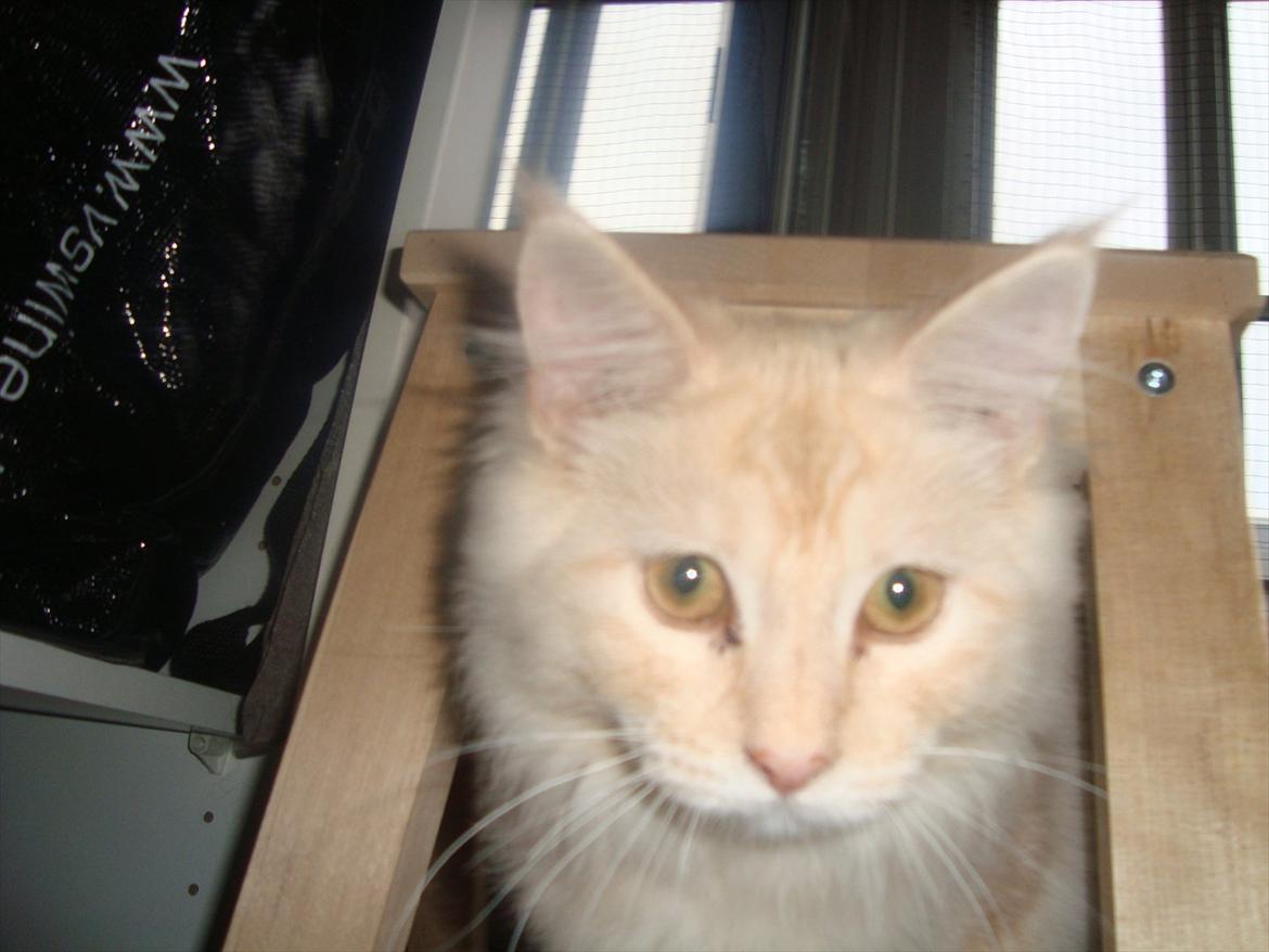 Maine Coon Simba billede 1