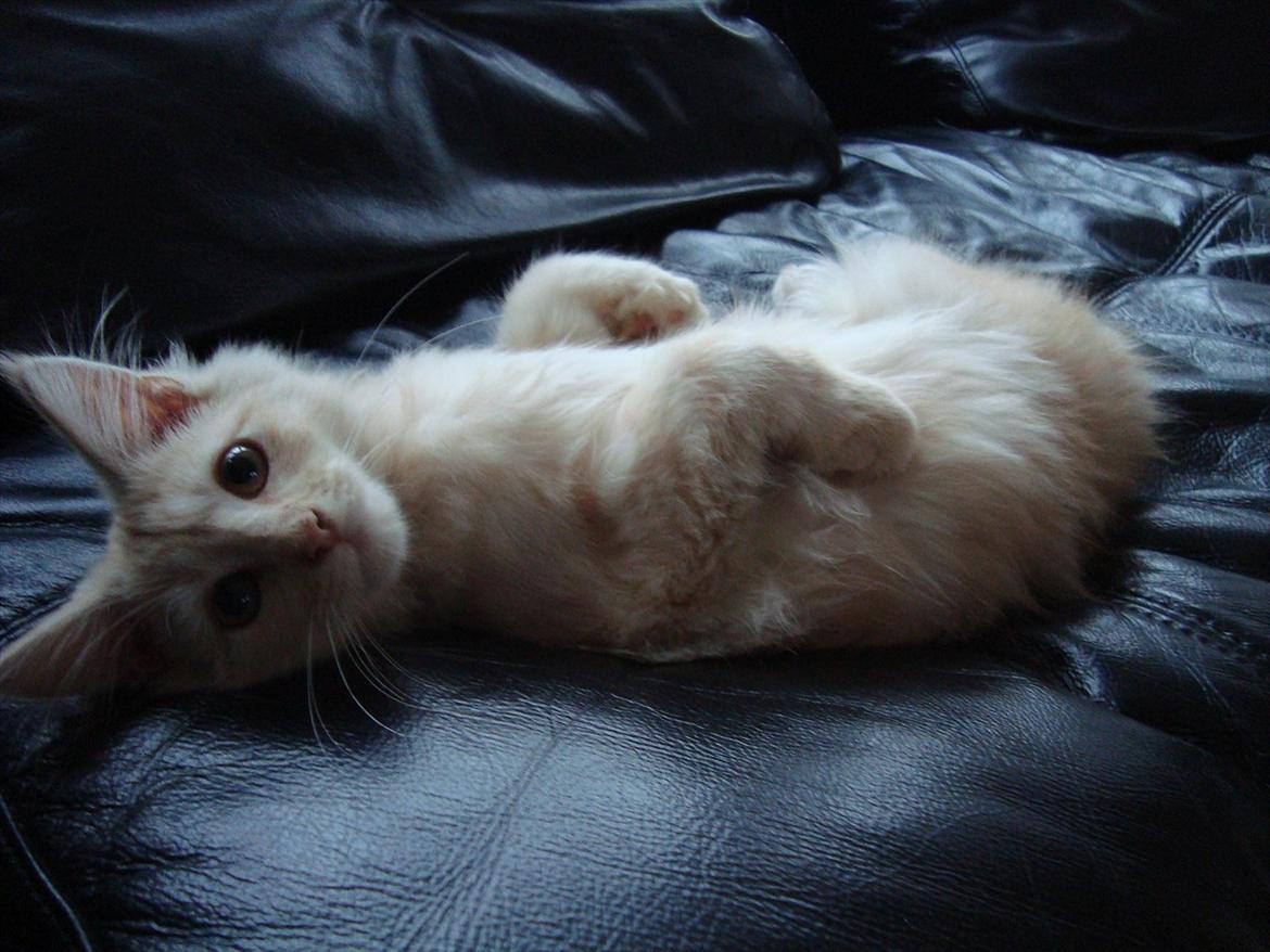 Maine Coon Simba billede 2