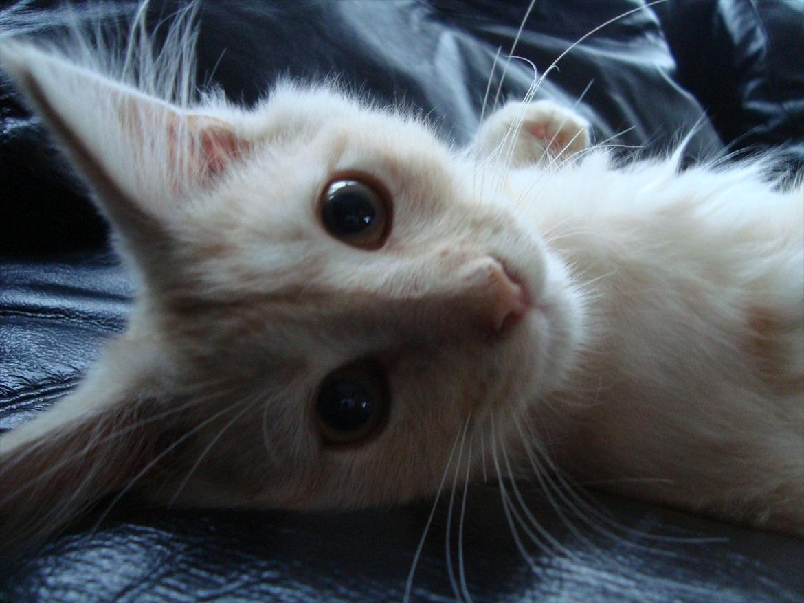 Maine Coon Simba billede 3