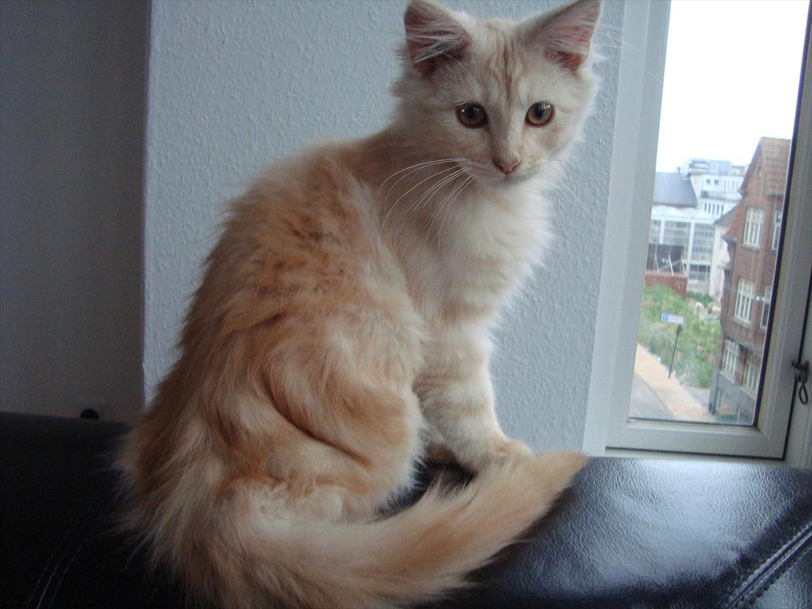 Maine Coon Simba billede 4