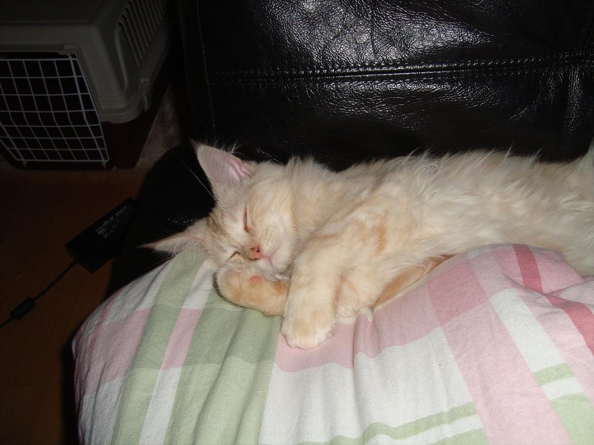 Maine Coon Simba billede 5