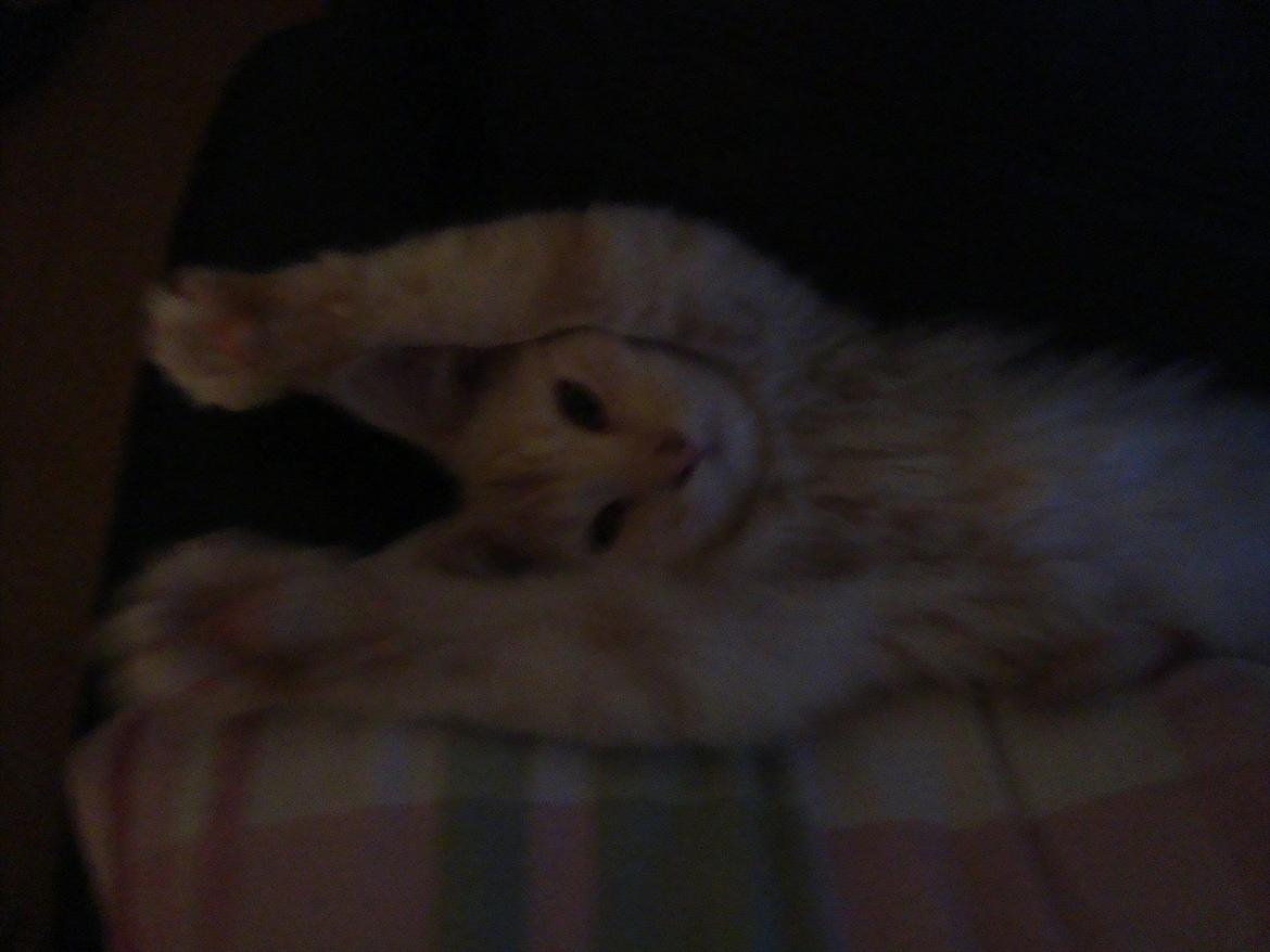 Maine Coon Simba billede 6