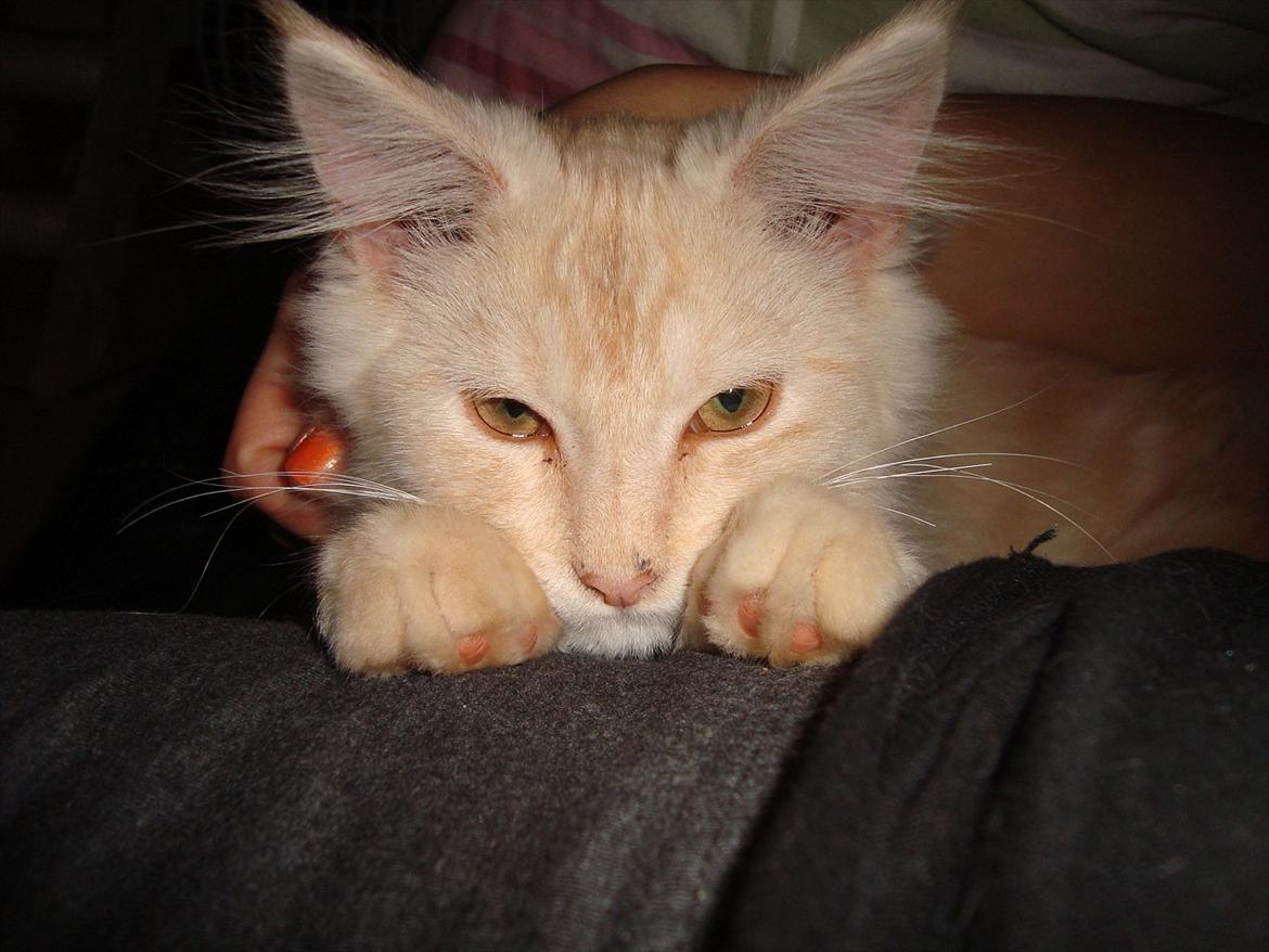 Maine Coon Simba billede 7