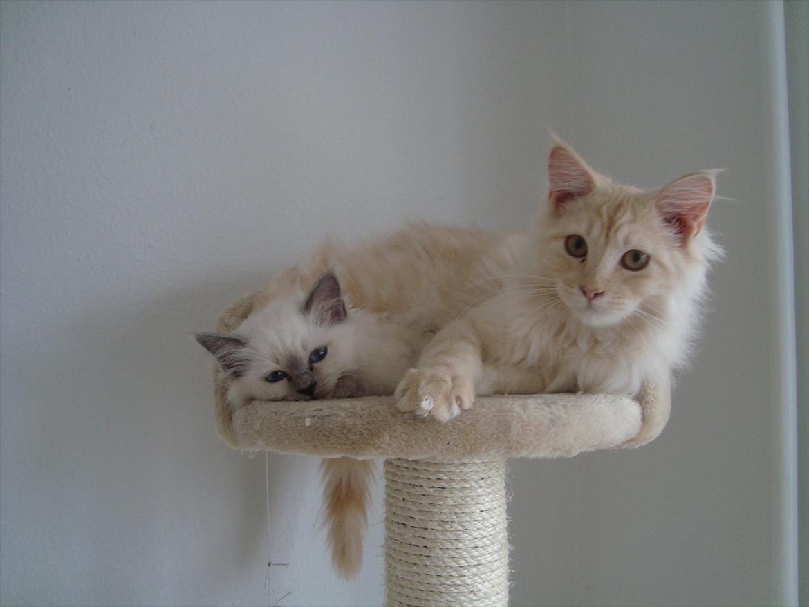 Maine Coon Simba billede 8