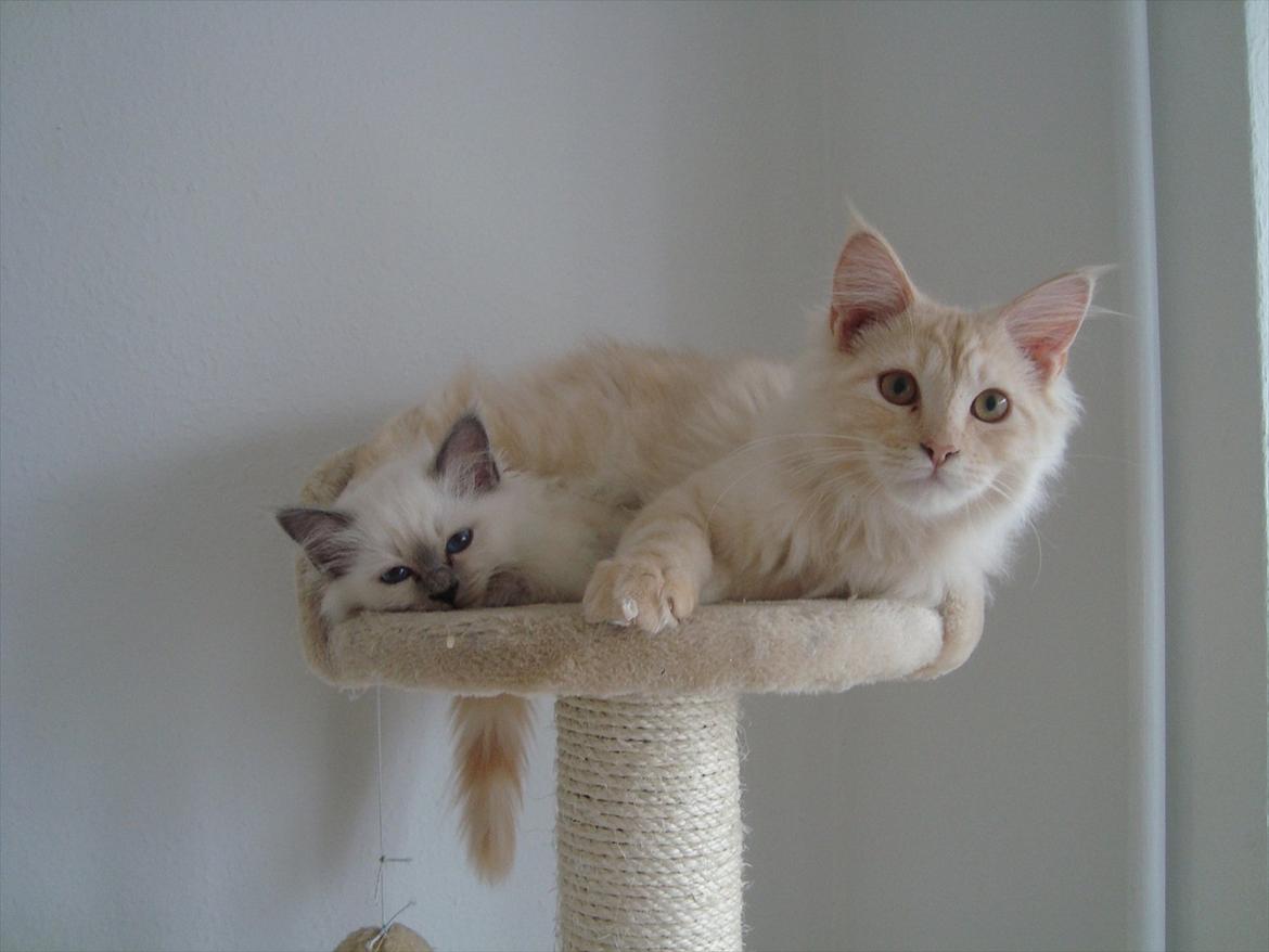 Maine Coon Simba billede 9