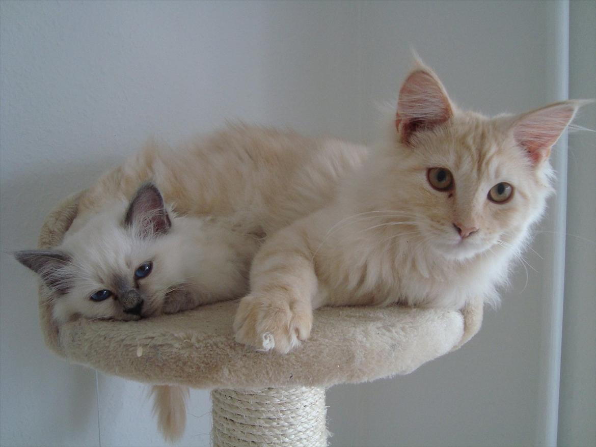 Maine Coon Simba billede 10