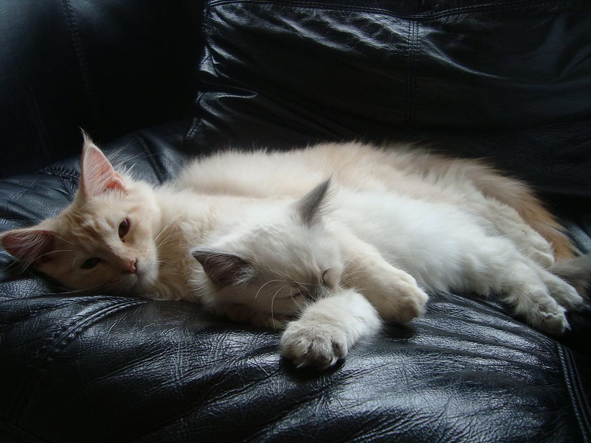 Maine Coon Simba billede 11