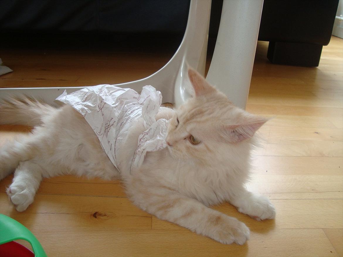 Maine Coon Simba billede 12