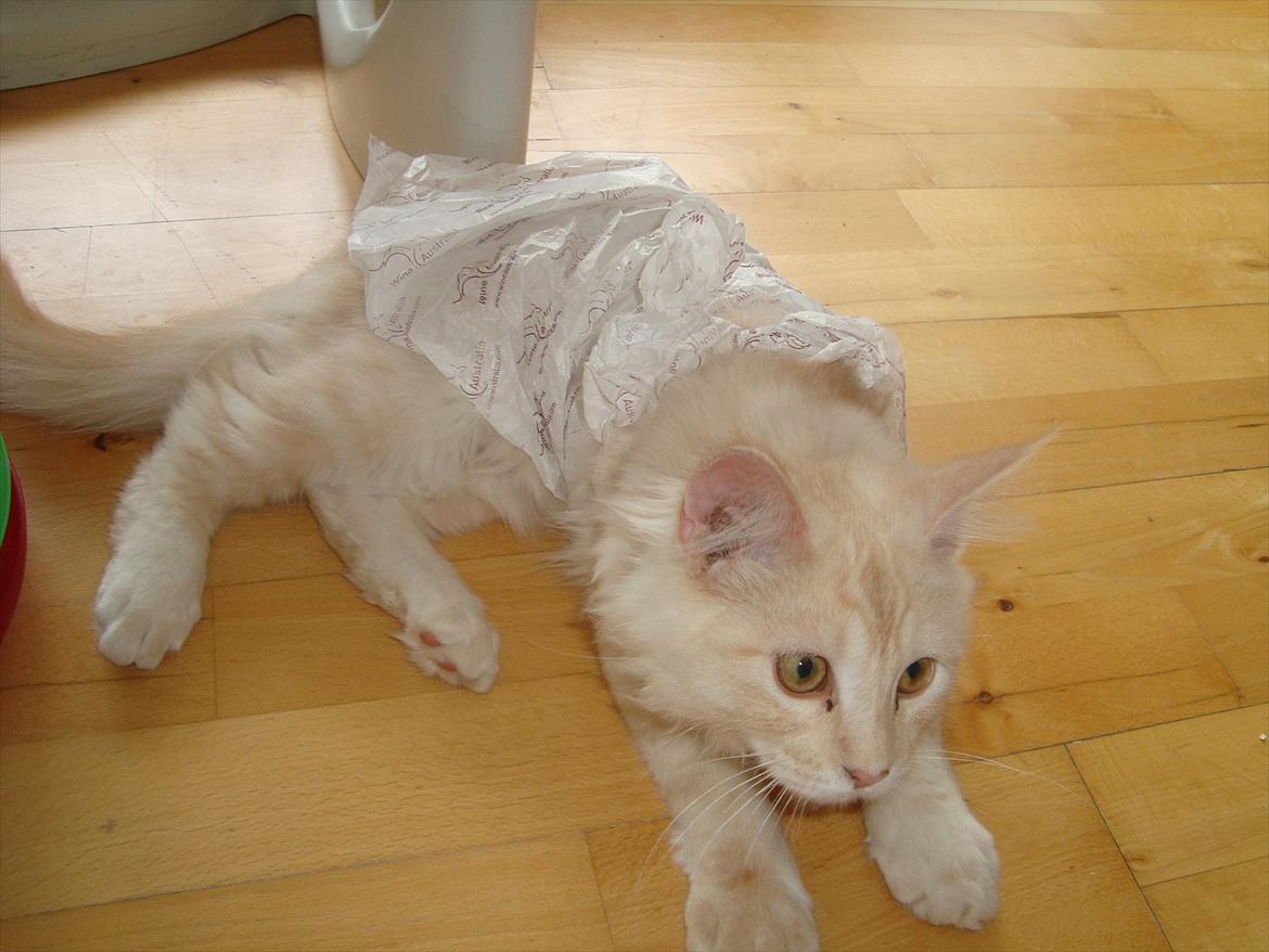 Maine Coon Simba billede 13