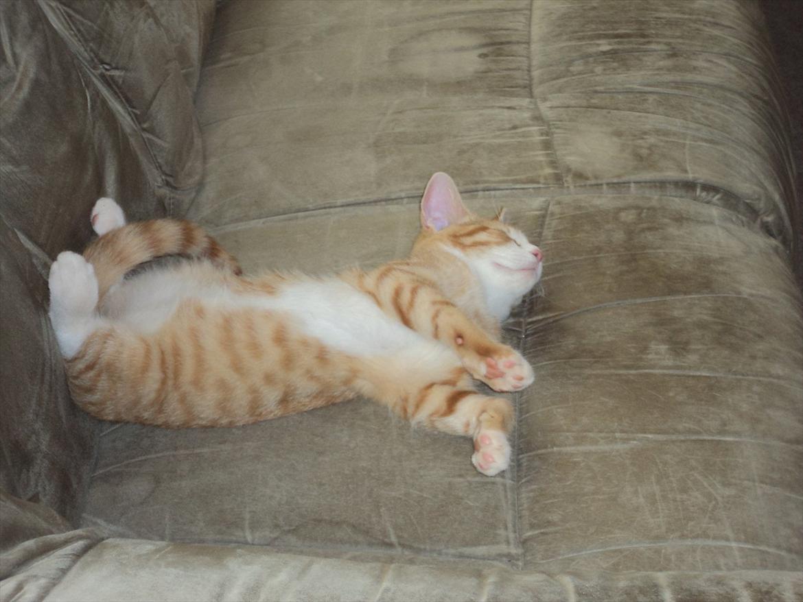 Huskat Garfield (Gaffe) R.I.P. - ligger og daser på sofaen :) billede 8