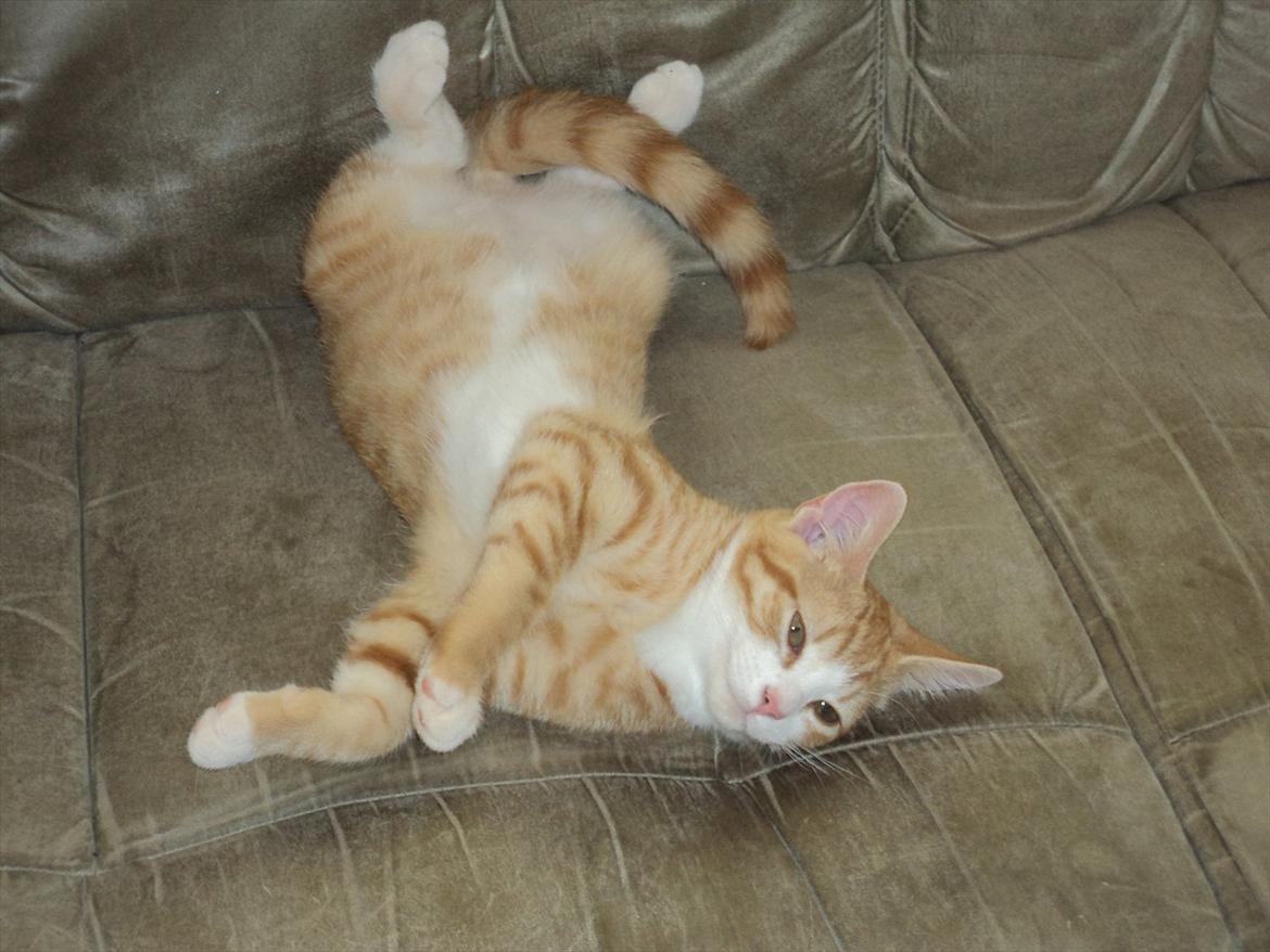 Huskat Garfield (Gaffe) R.I.P. - at ligge sådan her er simpelthen min yndlings stilling :)) billede 9