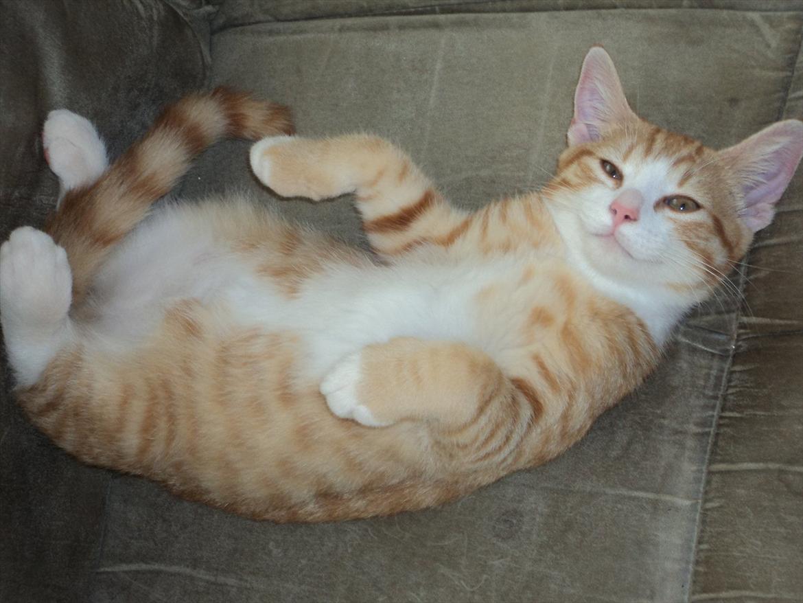 Huskat Garfield (Gaffe) R.I.P. - er jeg ikke bare for dejlig?? :)) billede 3