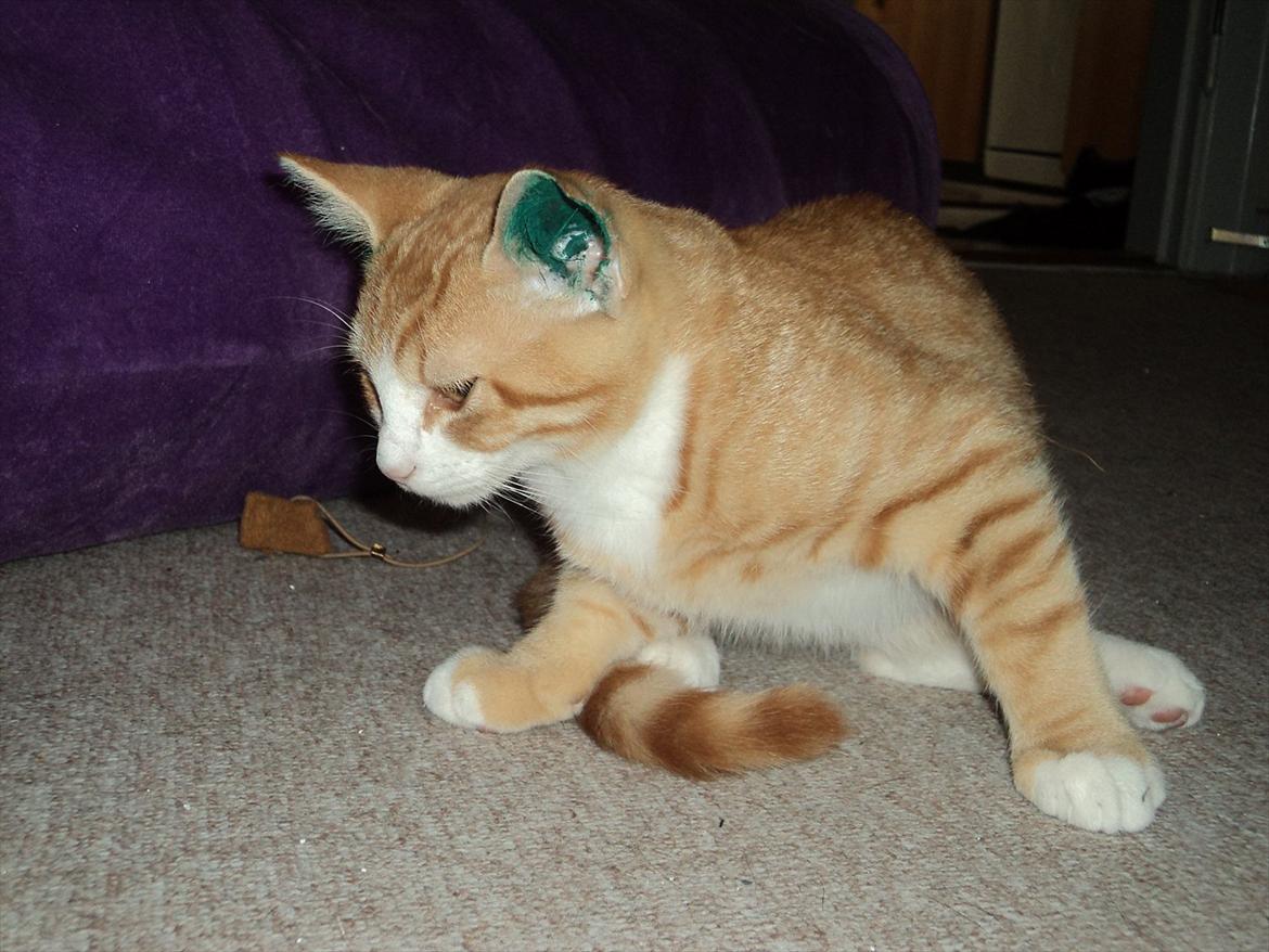 Huskat Garfield (Gaffe) R.I.P. - har lige været hos dyrlægen :( billede 11