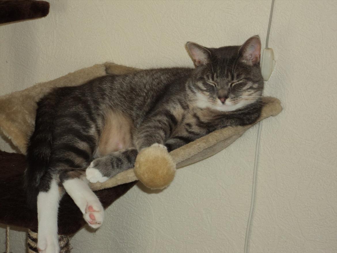 Huskat Zig Zag (Basse) - elsker min køje :) billede 3