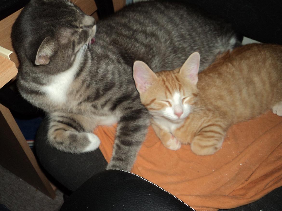 Huskat Zig Zag (Basse) - ligger og vasker mig, og lillebror Gaffe får også en tur - elsker at gøre ham fin og ren :) billede 14