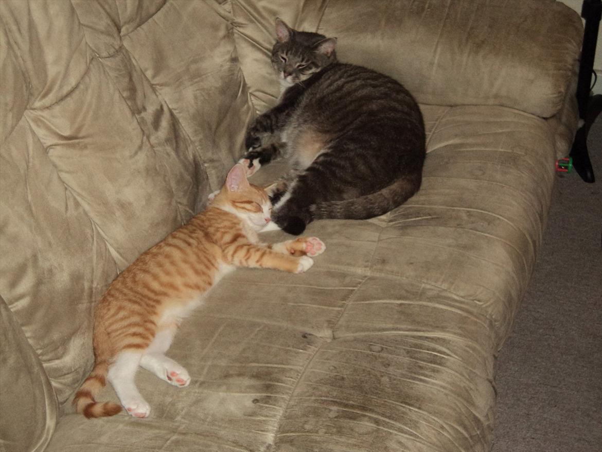 Huskat Zig Zag (Basse) - sover på sofaen sammen med Gaffe :) Vi elsker at ligge tæt <3 billede 15