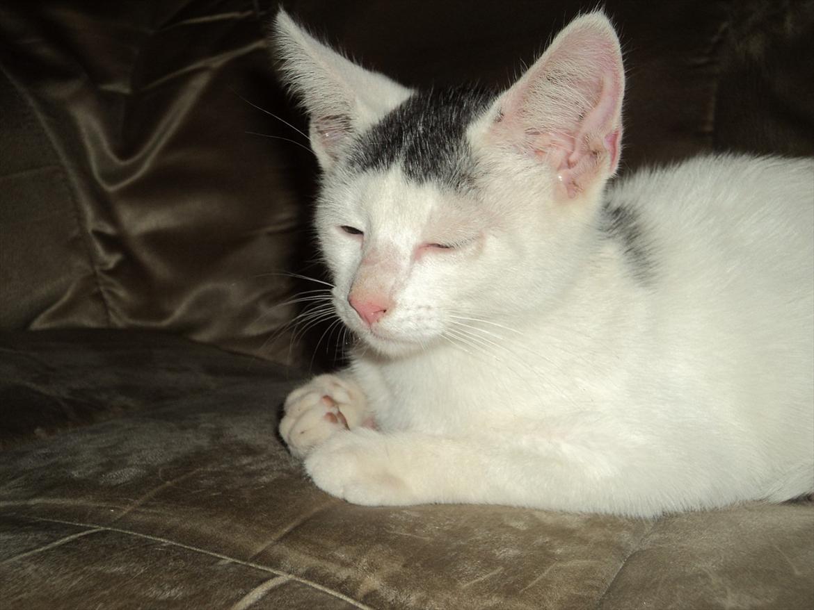 Blanding af racer Kato - Er lige kommet hjem til mit nye hjem :) billede 3