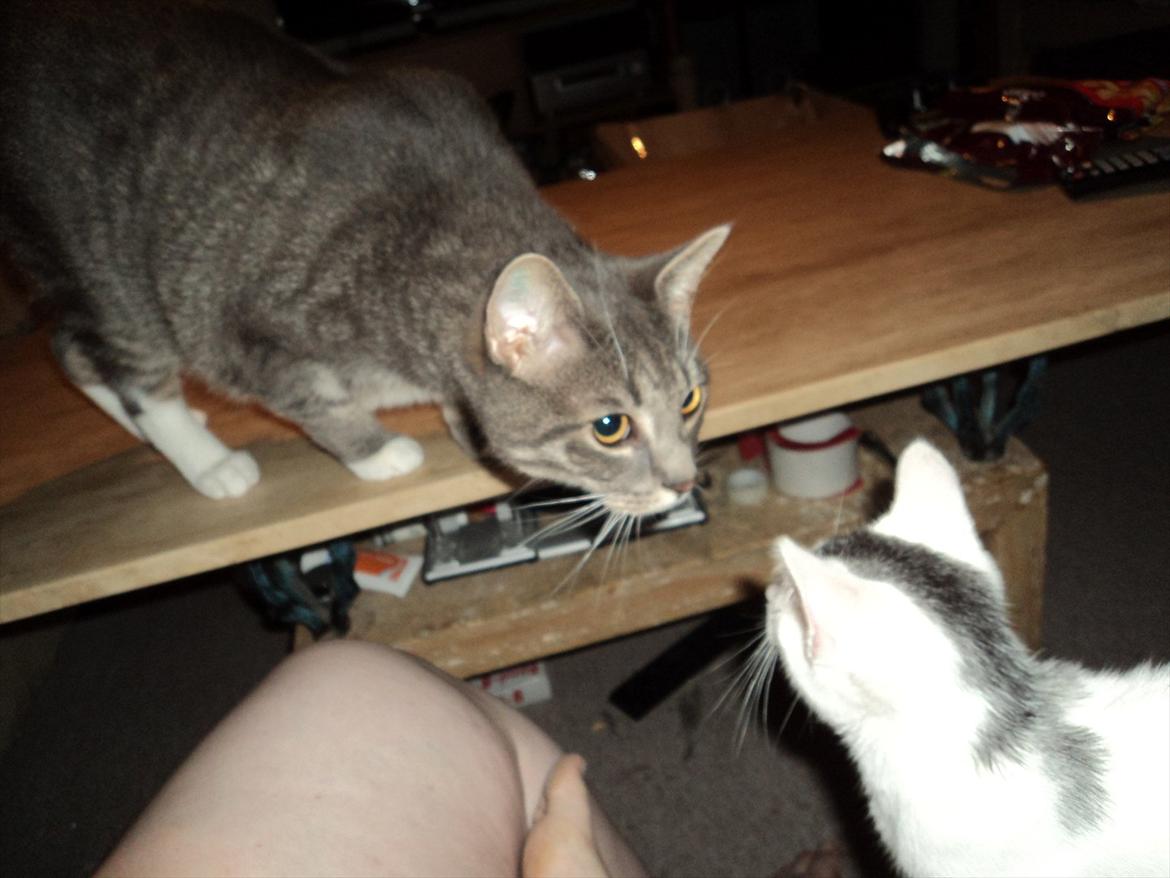 Blanding af racer Kato - hilser på storebror Zig :) billede 4