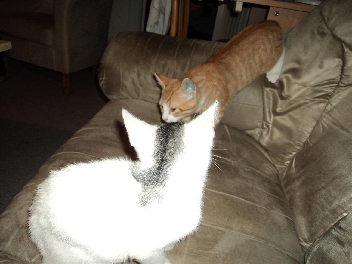 Blanding af racer Kato - Storebror Garfield vil ikke rigtig snakke med mig :/ billede 5