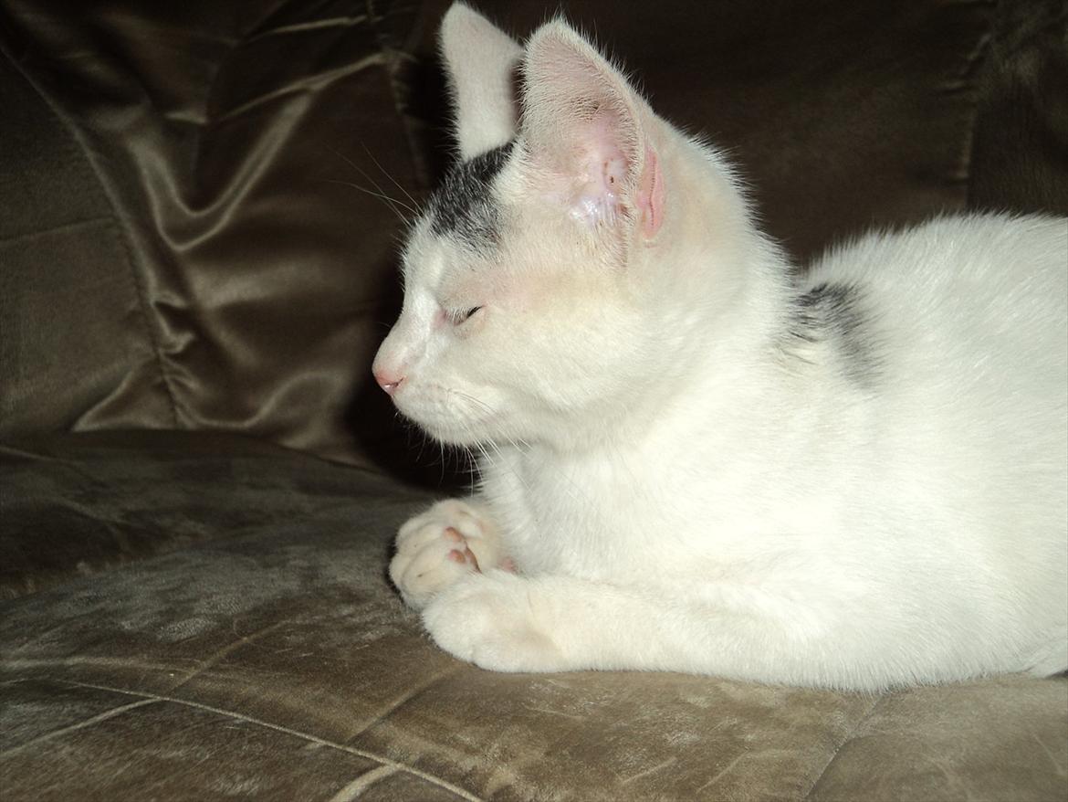 Blanding af racer Kato billede 6