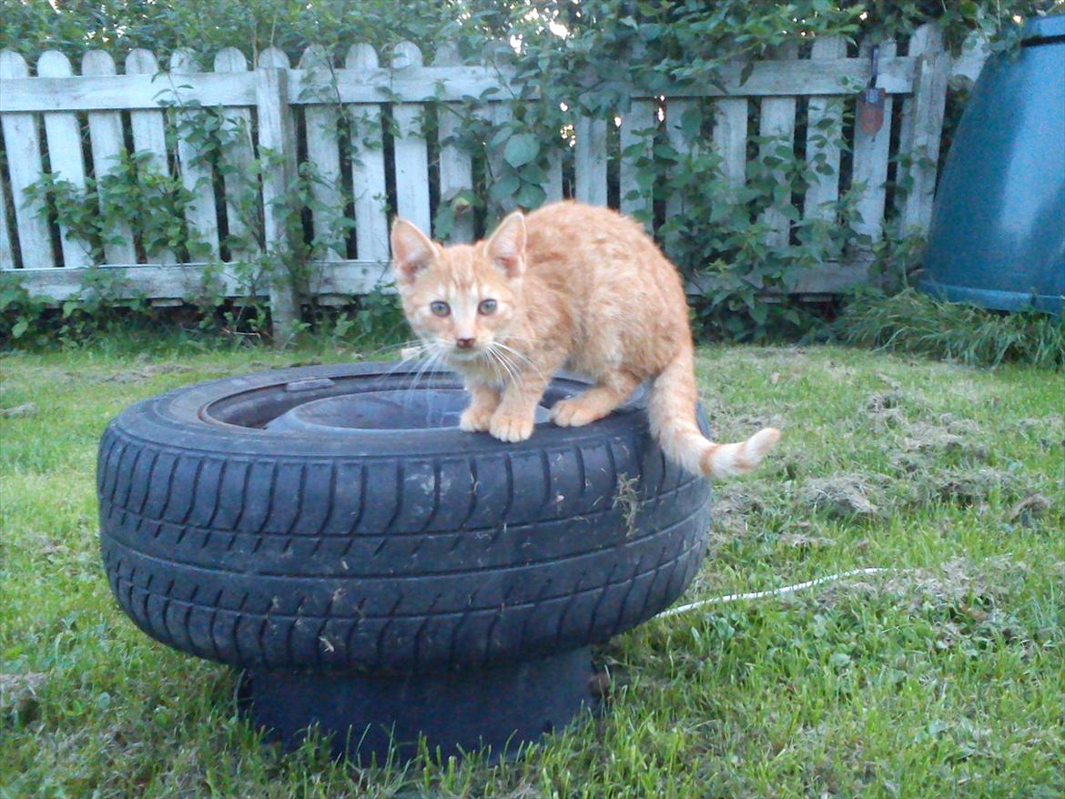 Huskat Sveske billede 2