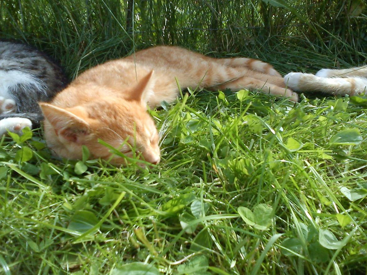 Huskat Sveske billede 3