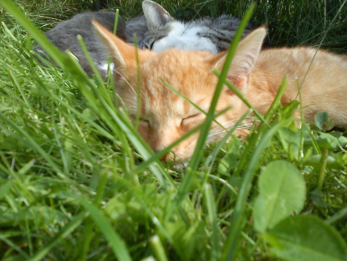 Huskat Sveske billede 4