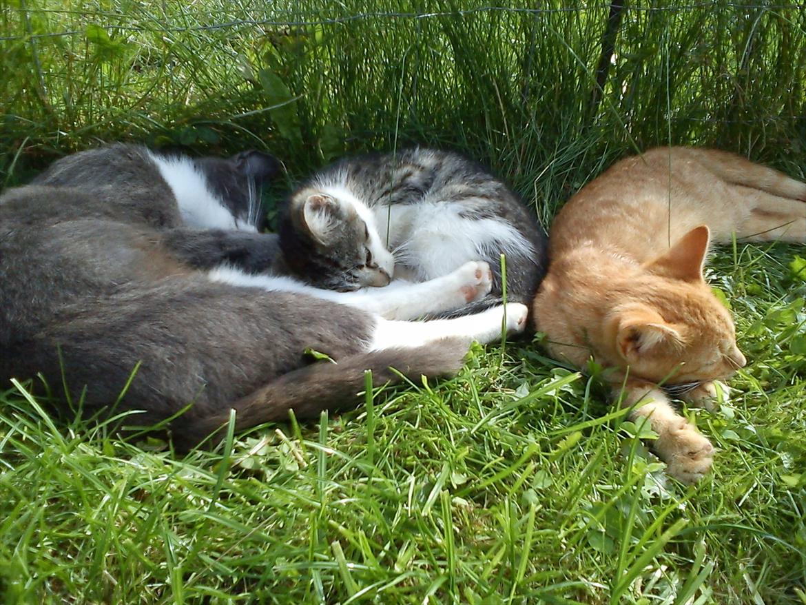 Huskat Sveske billede 5