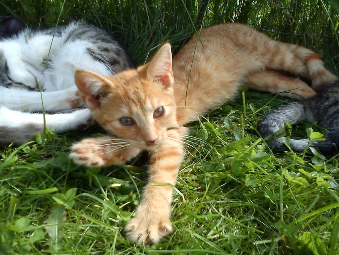 Huskat Sveske billede 7