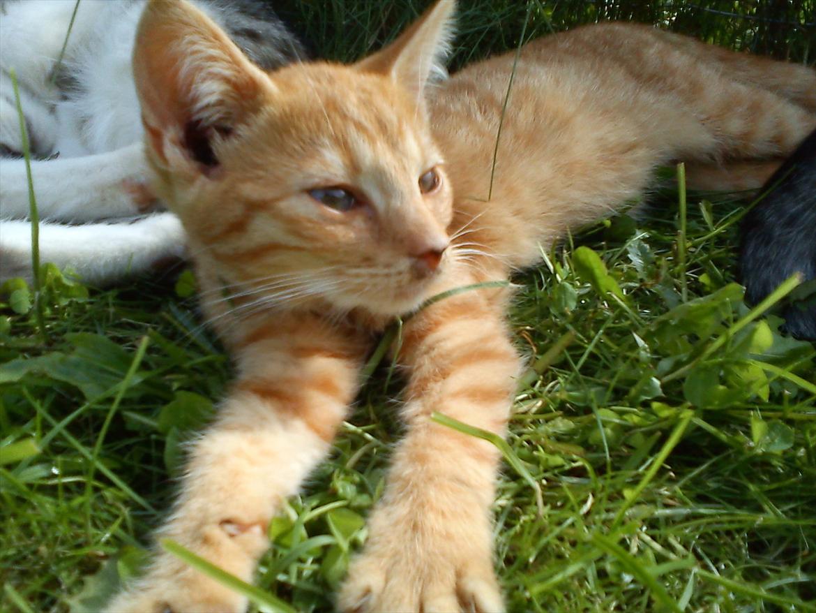 Huskat Sveske billede 8