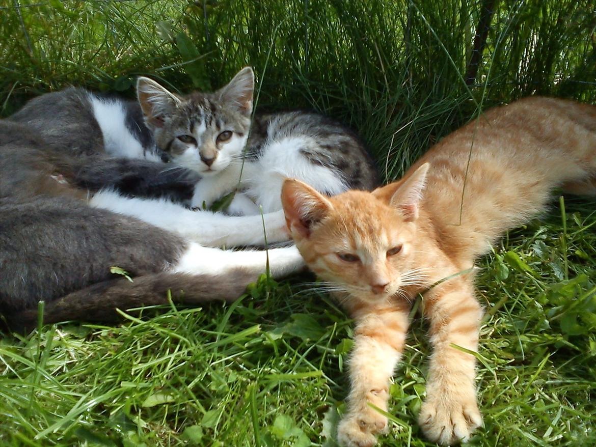 Huskat Sveske billede 9