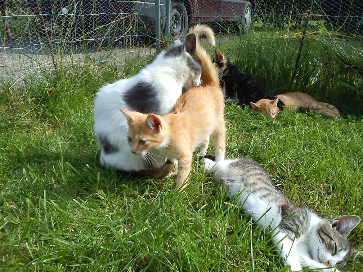 Huskat Tøsen R.I.P billede 12