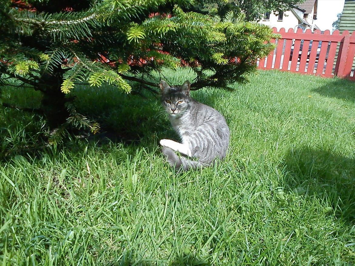 Blanding af racer Skiderik billede 6