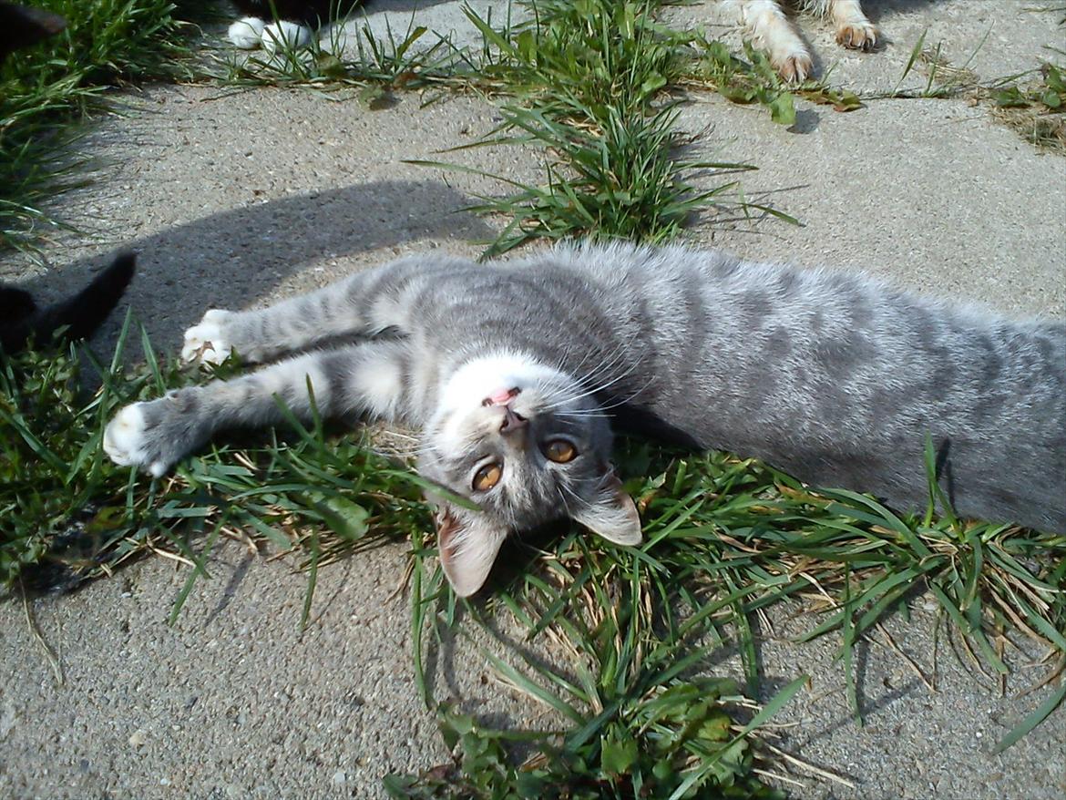 Blanding af racer Skiderik billede 7