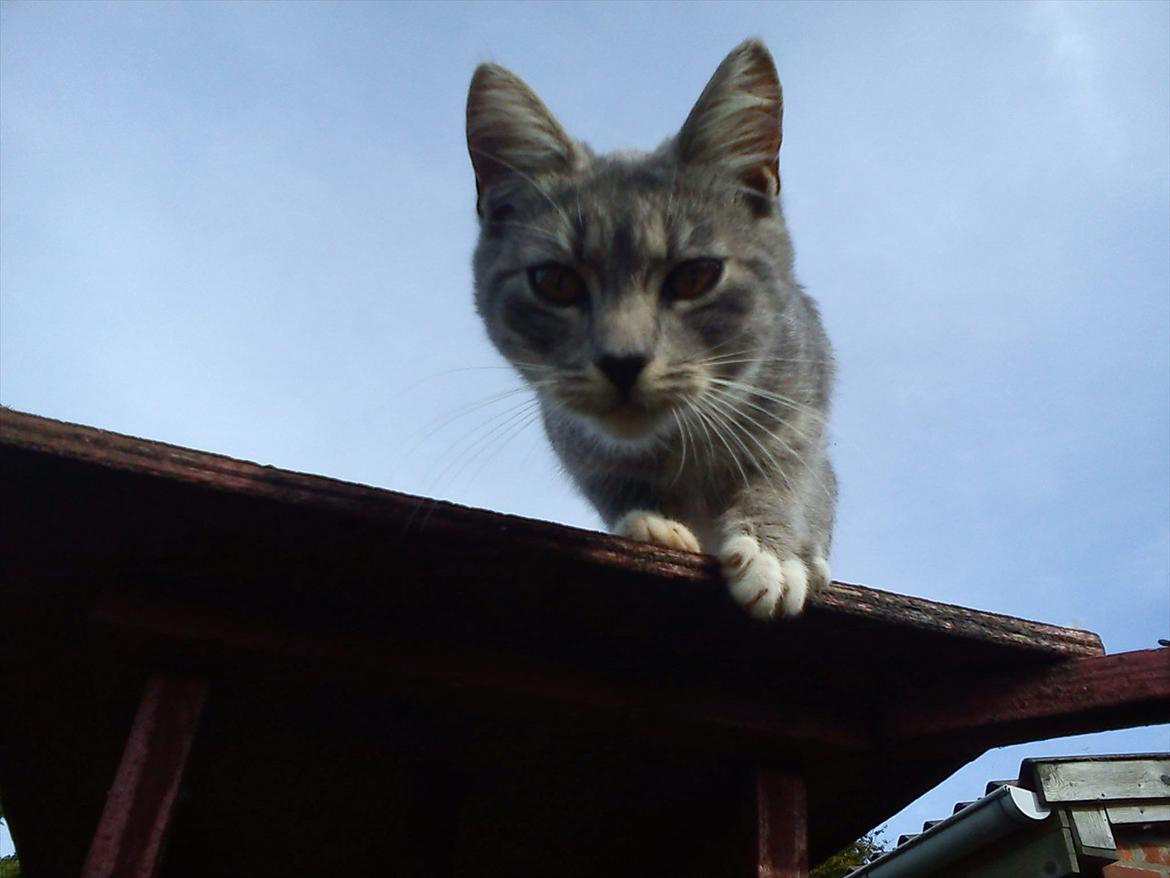 Blanding af racer Skiderik billede 8