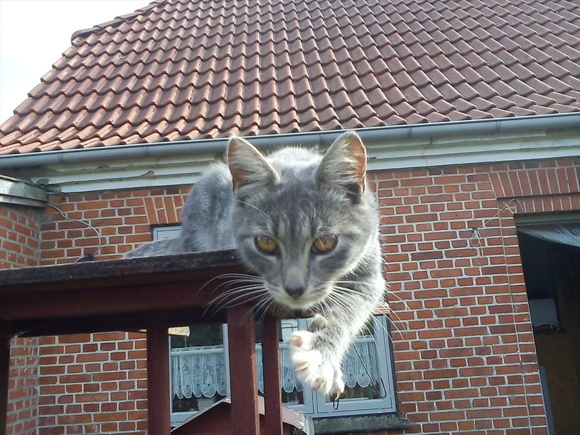 Blanding af racer Skiderik billede 9