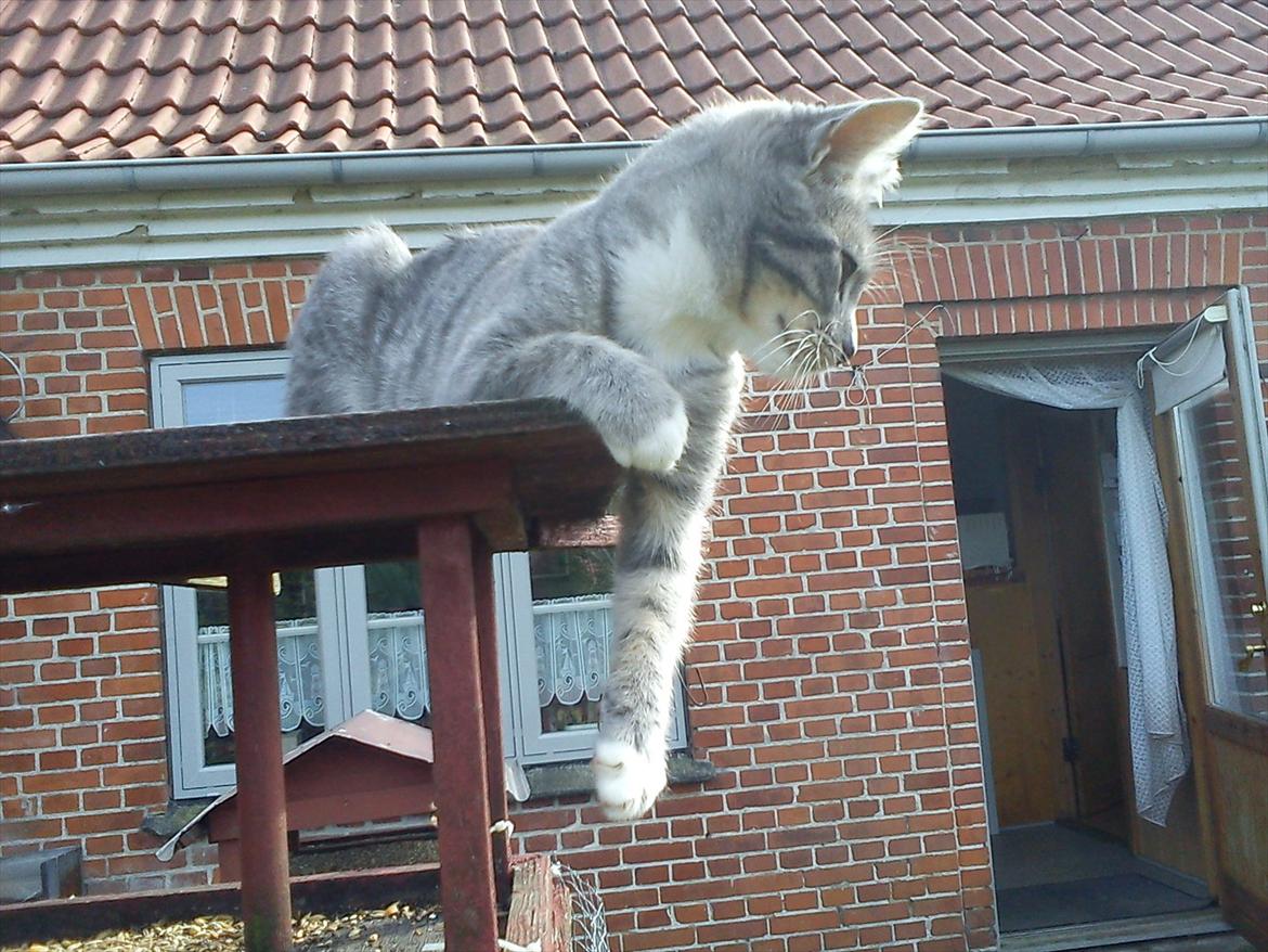 Blanding af racer Skiderik billede 10