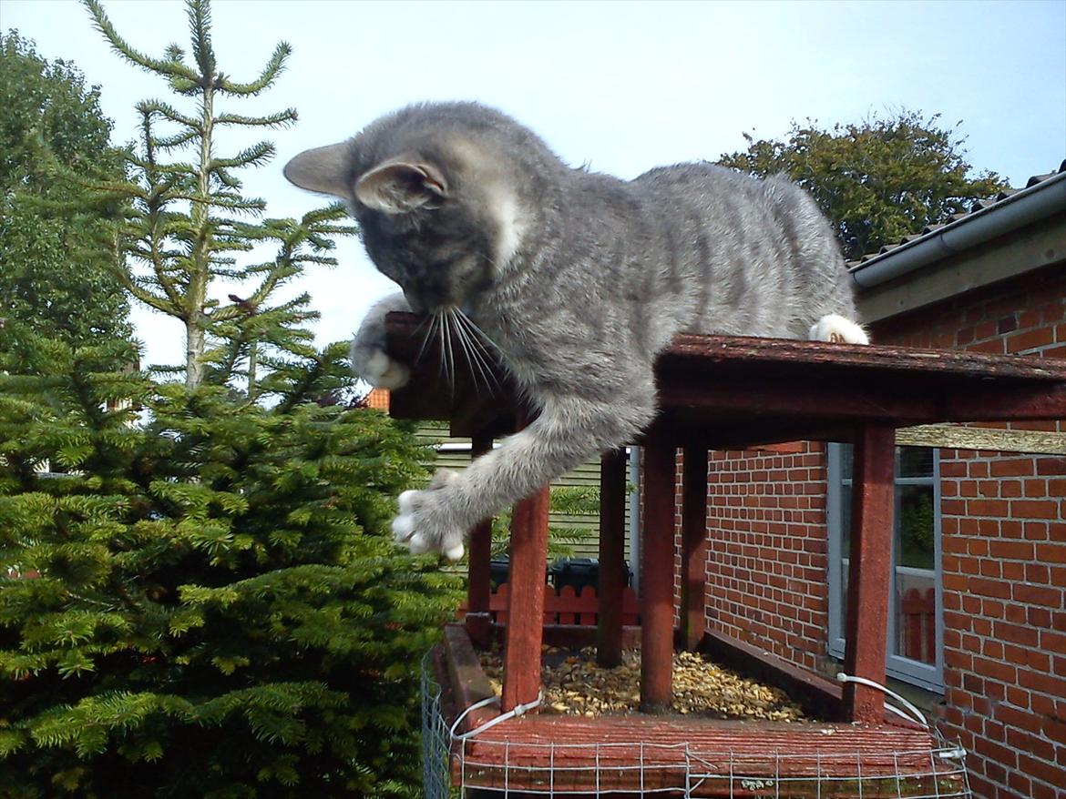 Blanding af racer Skiderik billede 11